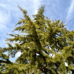 Céder atlantský (Cedrus Atlantica) - výška 140-160 cm, kont. C18L